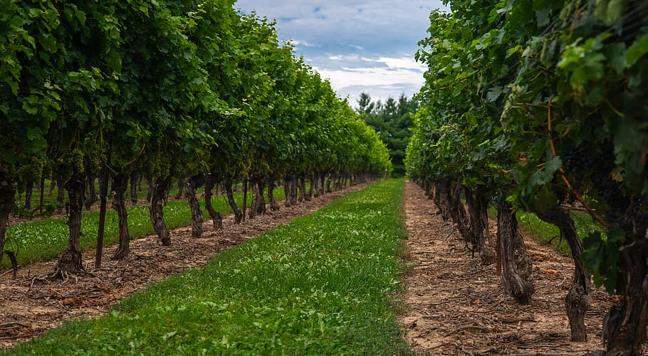 Kanada, Niagarafälle, Perspektive, Winkel, Linien, Leben, Niagra, trippy, Trauben, Wein, Weinberg, Reben, Natur, Obst, führend, Pflanze, Wachstum, Baum, Land, grüne Farbe, Feld, Schönheit in der Natur, Landschaft, Landwirtschaft, Szenen - Natur, Ruhe, keine Leute, Umgebung, in einer Reihe, ruhige Szene, Himmel, ländliche Szene, Tag, draußen, abnehmende Perspektive, Plantage, Wein machen, von Bäumen gesäumt, 5K