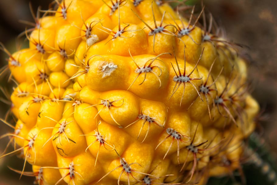 Xina, Guangdong, groc, menjar, frescor, menjar i beguda, alimentació saludable, primer pla, planta, fruita, naturalesa, benestar, flor, creixement, cap gent, enfocament selectiu, bellesa a la natura, planta amb flors, dia, centrar-se en primer pla, fruita tropical, orgànic, madur, cap de flor, 5K