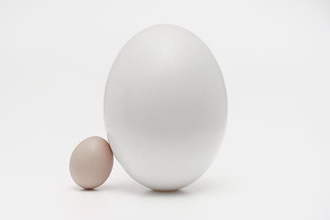 dos ous blancs, ou, menjar, ou de Pasqua, medicació, pastilla, oval, blanc, ous, fons de pantalla, germans, contacte, afinitat, el petit i el gran, tocar, productes lactis, culinari, maionesa, mel, bresca, sucre, tir de l'estudi, fons blanc, menjar i beguda, alimentació saludable, ous d’animals, sol objecte, cap gent, Color blanc, tallar, primer pla, a l'interior, benestar, vulnerabilitat, aliments crus, fragilitat, frescor, còpia espai, esmorzar, 4K, CC0, domini públic, lliure de regalies