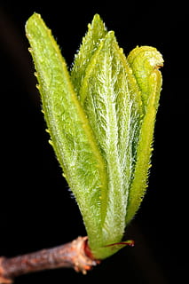 motore, nuovo, primavera, giovane, crescita, piantina, crescere, fresco, germoglio, discendente, risveglio, le foglie, speranza, sfondo nero, girato in studio, colore verde, foglia, parte vegetale, in casa, avvicinamento, nessuno, cibo e bevande, pianta, natura, freschezza, cibo, medicina, erba, assistenza sanitaria e medicina, ritagliare, bellezza nella natura, purezza, 5K, CC0, dominio pubblico, privo di copyright