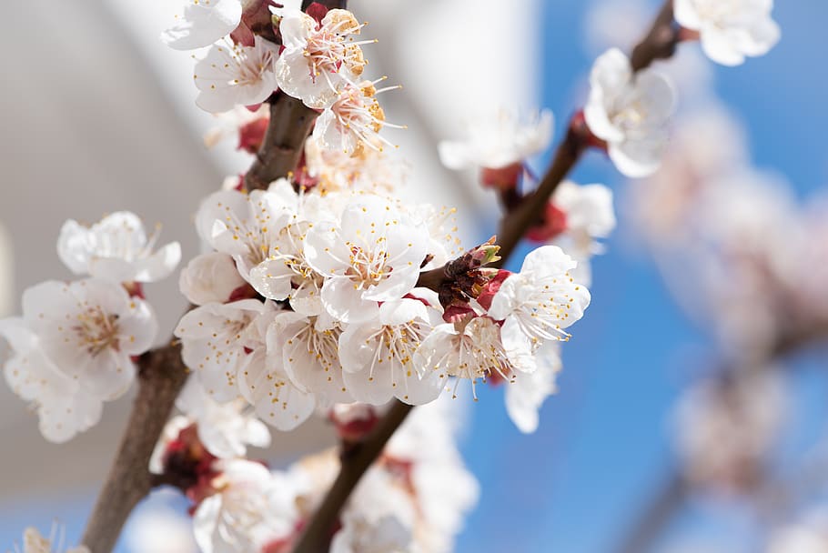 flors, blanc, branques, florir, primavera, arbre d'albercoc, flors d’albercoc, naturalesa, primer pla, planta amb flors, flor, planta, fragilitat, vulnerabilitat, frescor, creixement, arbre, branca, bellesa a la natura, centrar-se en primer pla, flor de cirerer, pètal, Color blanc, dia, pol·len, flor de pruna, cap gent, cirerer, cap de flor, a l'aire lliure, 2K
