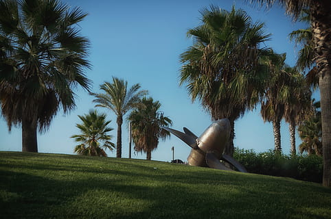 Espanha, salou, floresta, parafuso, por do sol, Palma, azul, arvores, plantar, árvore, Palmeira, clima tropical, céu, grama, crescimento, natureza, beleza na natureza, cor verde, dia, tronco de árvore, terra, céu limpo, cena tranquila, tronco, campo, tranquilidade, scenics - natureza, ninguém, ao ar livre, palmeira de coco, 4K, CC0, domínio público, royalty free