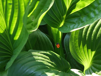 arancia, nero, scarafaggio, insetto, verde, coccinella, pianta, parte vegetale, foglia, colore verde, invertebrato, temi animali, fauna selvatica, animale, natura, un animale, crescita, animali allo stato selvatico, nessuno, avvicinamento, giorno, rosso, bellezza nella natura, all'aperto, 4K, CC0, dominio pubblico, privo di copyright