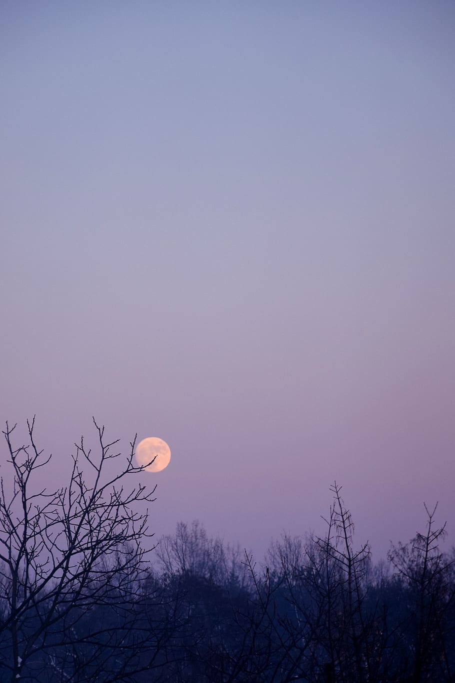 Polònia, bialystok, fred, kreatif, lluna, violeta, sortida de la lluna, mancyk, alba, cel, escenics - natura, bellesa a la natura, arbre, naturalesa, tranquil·litat, escena tranquil·la, arbre nu, vista d’angle baix, silueta, planta, cap gent, posta de sol, espai, a l'aire lliure, vespre, idíl·lic, escena no urbana, cel clar, lluna plena, Lluna planetària, 4K