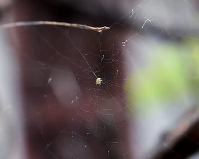 edderkop, web, makro, edderkoppespind, hvirvelløse, skrøbelighed, dyr, dyre temaer, insekt, tæt på, dyr i naturen, sårbarhed, leddyr, et dyr, dyreliv, arachnid, ingen mennesker, selektiv fokusering, fokus på forgrunden, dyr ben, natur, dag, udendørs, kompleksitet, 2K, CC0, offentligt domæne, royaltyfrie