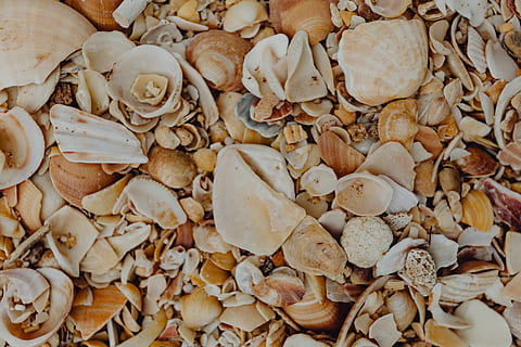 sea shells, beach, algarve, portugal, sea, summer, background, pattern, wallpaper, shells, full frame, backgrounds, abundance, close-up, no people, large group of objects, nature, freshness, day, beauty in nature, shell, still life, directly above, high angle view, plant, food, textured, land, outdoors, dry, wilted plant, pebble, 5K, CC0, public domain, royalty free