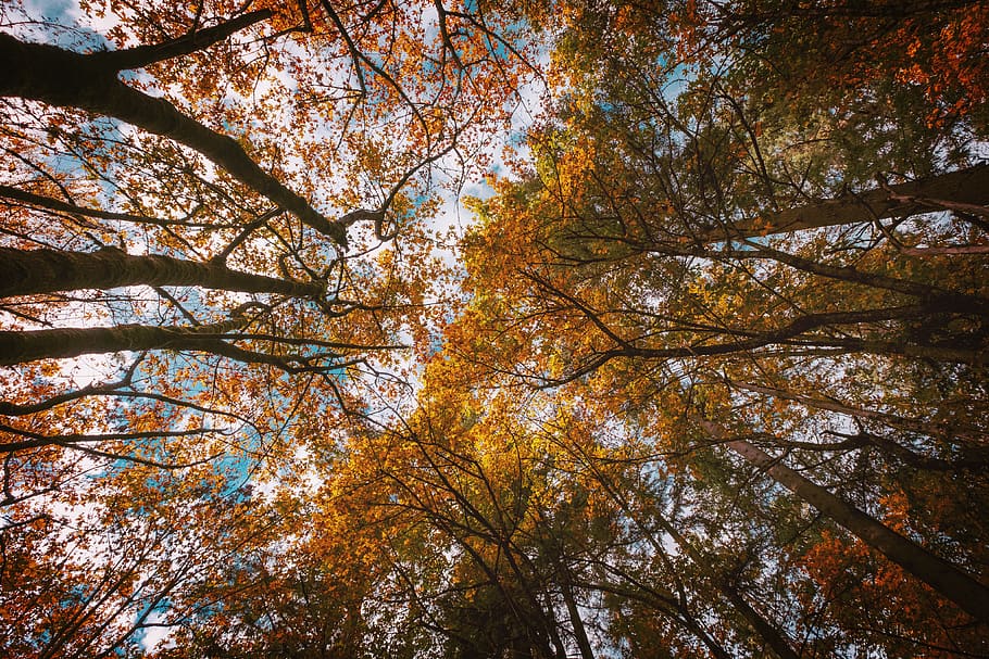 Estats Units, eugene, caure, cel, arbres, oregon, fulles, tardor, arbre, planta, vista d’angle baix, bellesa a la natura, creixement, canvi, cap gent, naturalesa, branca, tranquil·litat, copa de l'arbre, dia, tronc de l'arbre, tronc, escenics - natura, bosc, terra, escena tranquil·la, a l'aire lliure, directament a sota, 4K