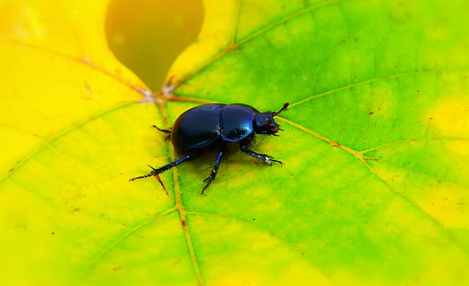 dendroctone, le scarabée, feuille, forêt, insecte, animaux, la nature, à la cour de, invertébrés, fermer, plante, pelouse, antennes, modèle, fragilité, Couleur, belle, vivant, l'automne, l'environnement, la biologie, végétation, près, thèmes animaux, la faune des animaux, animal, invertébré, un animal, animaux à l'état sauvage, partie de la plante, personne, couleur verte, scarabée, antenne animale, partie du corps de l'animal, journée, en plein air, fourmi, zoologie, patte d'animal, petit, 4K, CC0, domaine public, libre de droits