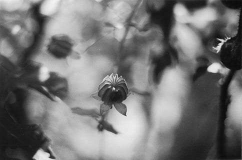rozan, plantar, flor, planta com flores, fechar-se, frescura, beleza na natureza, crescimento, fragilidade, vulnerabilidade, natureza, foco seletivo, ninguém, dia, focar em primeiro plano, ao ar livre, caule vegetal, animais em estado selvagem, pétala, animais selvagens, cabeça de flor, 2K, CC0, domínio público, royalty free