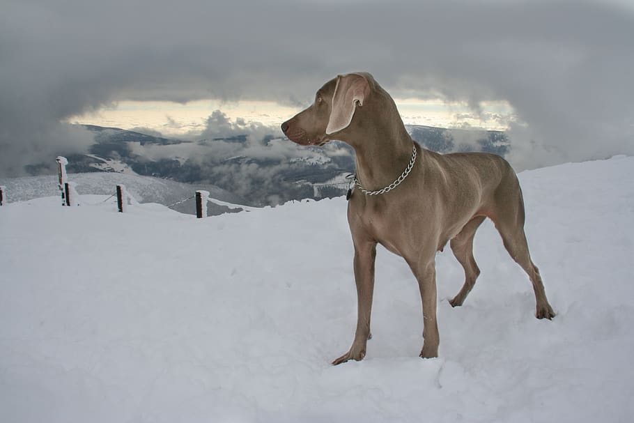 cane, la neve, pointer, cane grigio, montagna, Weimaraner, animali domestici, temperatura fredda, canino, domestico, un animale, mammifero, inverno, temi animali, animale, vertebrato, copertura, campo, natura, Colore bianco, terra, nuvola - cielo, montagna innevata, 2K