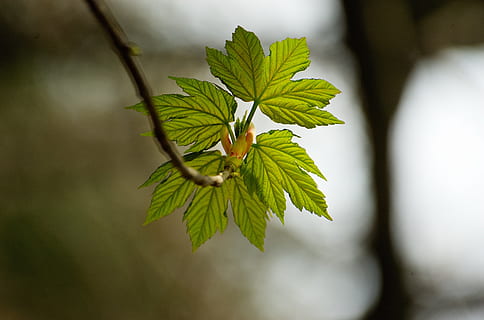 Arce de muntanya, maple, full, brot, primavera, arbre, brollar, fulles, part de la planta, color verd, planta, primer pla, naturalesa, cap gent, centrar-se en primer pla, branca, creixement, enfocament selectiu, bellesa a la natura, frescor, a l'aire lliure, menjar i beguda, menjar, dia, 2K, CC0, domini públic, lliure de regalies