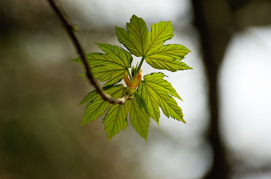 Arce de muntanya, maple, full, brot, primavera, arbre, brollar, fulles, part de la planta, color verd, planta, primer pla, naturalesa, cap gent, centrar-se en primer pla, branca, creixement, enfocament selectiu, bellesa a la natura, frescor, a l'aire lliure, menjar i beguda, menjar, dia, 2K