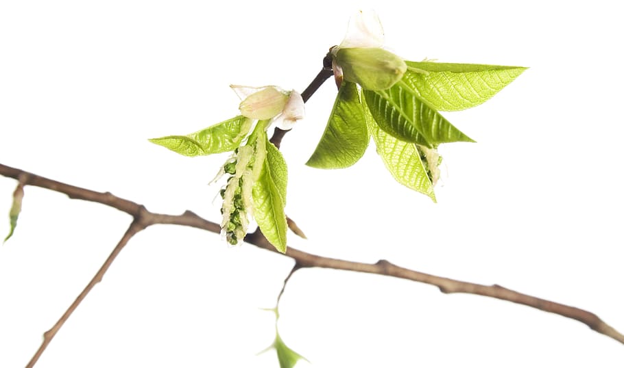 afdeling, træ, blad, grøn, hvid, plante, isolerede, vækst, natur, forår, Kvist, knop, spirende, blomstre, spire, ny, stilk, tæt på, lille, spray, løv, Brun, sæson-, botanisk, voksende, burst, flor, skyde, Kirsebærtræ, vegetation, makro, sæson, flora, kirsebær, ung, have, løvet, urt, frisk, detalje, delikat, friskhed, plante del, grøn farve, mad, mad og drikke, hvid baggrund, ingen mennesker, studio skud, skønhed i naturen, sund kost, skåret ud, udendørs, moden, 4K
