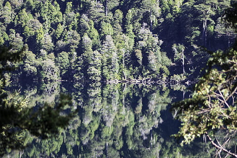 Chile, strom, rostlina, krása v přírodě, les, růst, klid, přistát, nikdo, Příroda, klidné scény, zelená barva, den, scenics - příroda, voda, mimoměstské scény, venku, listy, svěží zeleň, slunečního světla, jehličnatého stromu, vždy zelený strom, borovice, jedle, 4K, CC0, veřejná doména, bez autorských práv