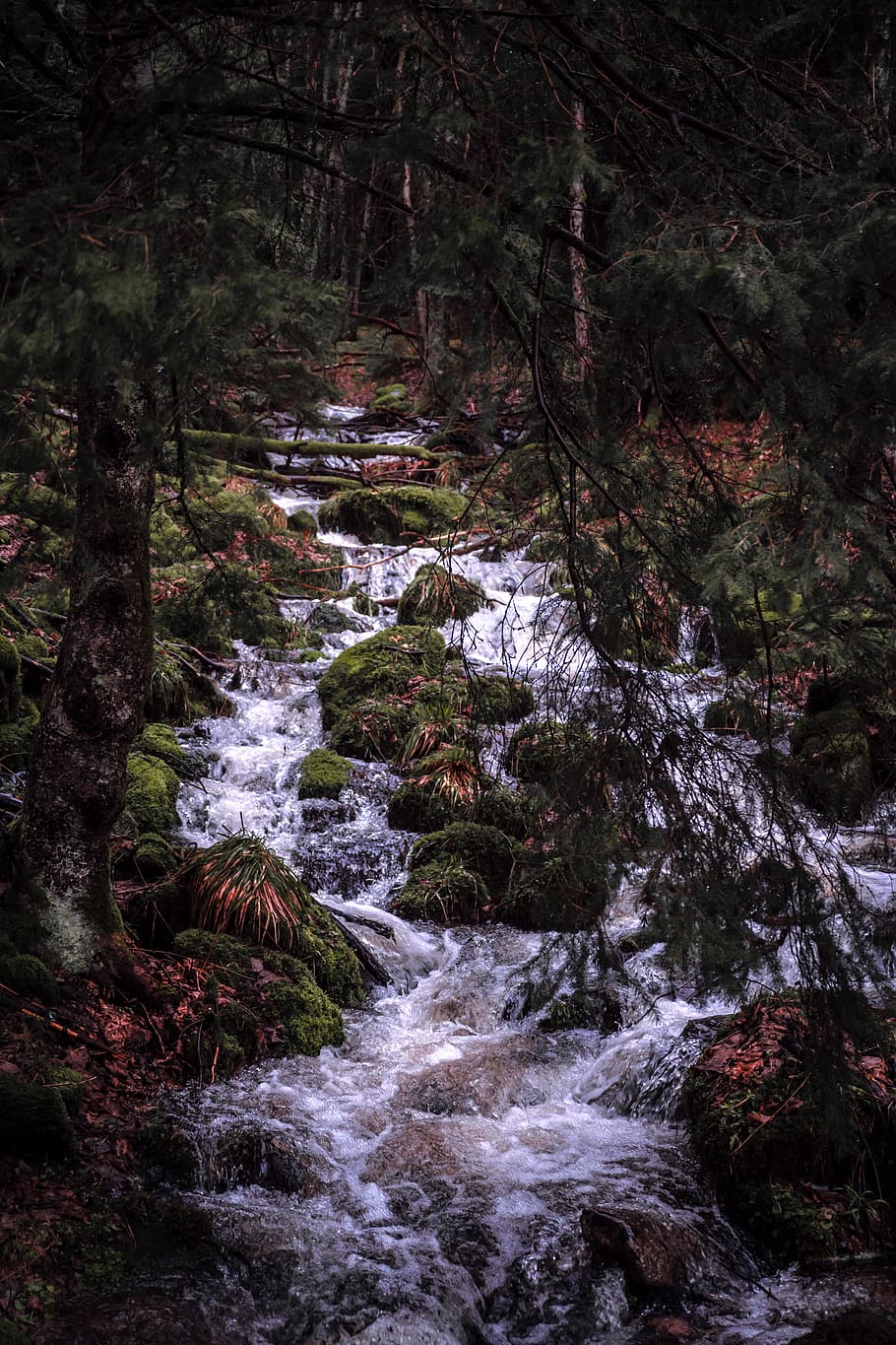 verd, arbres, controlador, naturalesa, aigua, a l'aire lliure, rierol, corrent, riu, alsace, França, la bresse, planta, bosc, gh5, cascada, terra, vegetació, arbre, desert, molsa, camp, pati, aigua que flueix, bellesa a la natura, escenics - natura, moviment, cap gent, que flueix, creixement, rock, dia, descàrrega, tranquil·litat, escena no urbana, rock - object, rierol: aigua que flueix, selva tropical, 5K