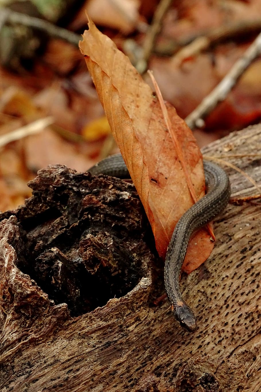 serp negra, fauna animal, animals a la natura, temes d'animals, animal, rèptil, un animal, primer pla, cap gent, vertebrats, centrar-se en primer pla, llangardaix, naturalesa, rock, dia, sòlid, rock - object, arbre, a l'aire lliure, marró, enfocament selectiu, 4K