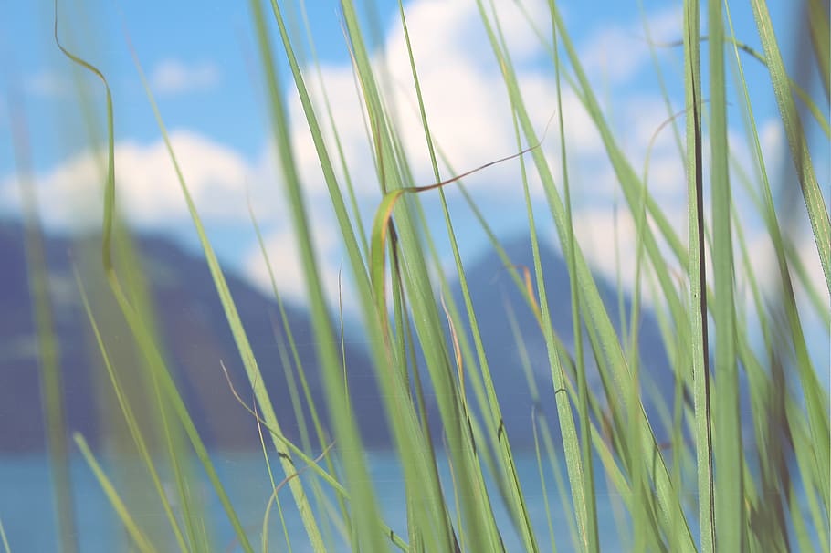 montagna, nube, cielo, gra, pianta, crescita, erba, colore verde, natura, bellezza nella natura, avvicinamento, giorno, nessuno, pianta di cereali, terra, campo, la tranquillità, agricoltura, filo d'erba, messa a fuoco selettiva, raccolto, luce del sole, all'aperto, 1080P