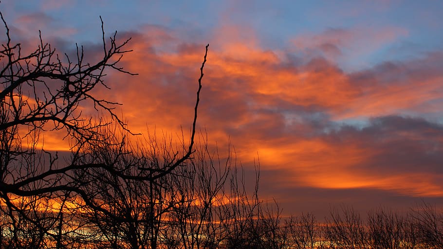 alberi, natura, nuvole, cielo, steli, autunno, tramonto, arancia, nuvola - cielo, bellezza nella natura, scenics - natura, la tranquillità, colore arancione, scena tranquilla, nessuno, silhouette, pianta, albero nudo, scena non urbana, all'aperto, idilliaco, albero, acqua, ramo, cielo drammatico, cielo romantico, 5K