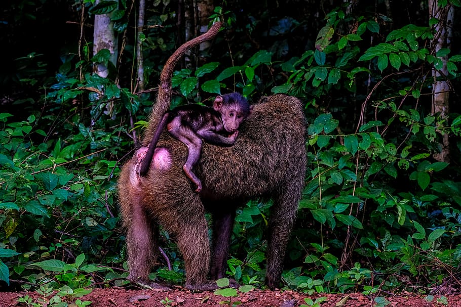 babuí sota un arbre, vida salvatge, animal, mamífer, mico, lemur, possum, babuí, gris, guineu, caní, kit de guineu, formiga, koala, wallaby, cangur, planta, falguera, flor, acanthaceae, temes d'animals, fauna animal, animals a la natura, vertebrats, terra, arbre, grup d’animals, dos animals, naturalesa, primat, cap gent, bosc, dia, color verd, camp, a l'aire lliure, família d’animals, 5K