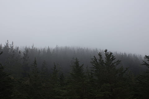 forest, jungle, wild, tree, fog, wood, woods, winter, cold, thick, plant, beauty in nature, scenics - nature, tranquil scene, tranquility, land, nature, no people, sky, pine tree, day, environment, non-urban scene, growth, coniferous tree, outdoors, woodland, pine woodland, 5K, CC0, public domain, royalty free