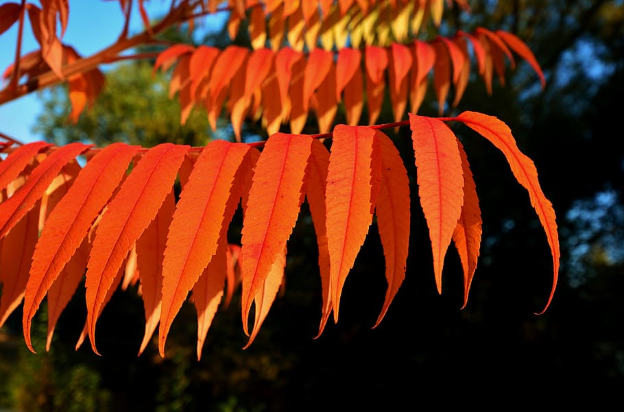 Alba, le foglie, umore, fogliame autunnale, luce del sole, colore arancione, crescita, pianta, concentrarsi sulle conoscenze acquisite, nessuno, avvicinamento, natura, bellezza nella natura, giorno, albero, freschezza, pianta fiorita, fiore, all'aperto, sospeso, fragilità, vulnerabilità, cibo, cielo, arancia, testa di fiore, 5K