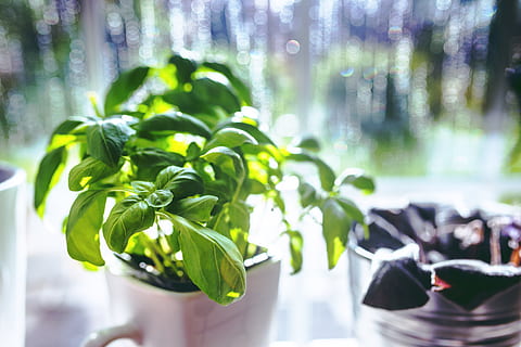 basil, cup, herbs, plant, green color, growth, leaf, plant part, nature, no people, tree, day, focus on foreground, beauty in nature, sunlight, outdoors, close-up, potted plant, forest, environment, land, window, houseplant, 5K, CC0, public domain, royalty free