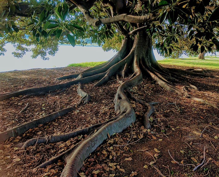 gris, tronc, verd, arbre de fulla, al costat, cos, aigua, primer pla, la llum del dia, medi ambient, figuera, flora, fullatge, jardí, herba, sòl, paisatge, naturalesa, parc, arrels, escènic, estiu, arbre, fusta, planta, tranquil·litat, terra, bellesa a la natura, creixement, dia, tronc de l'arbre, escena tranquil·la, escenics - natura, cap gent, escena no urbana, cel, bosc, camp, llum solar, a l'aire lliure, 2K
