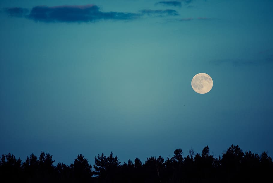 blanc, ple, lluna, arbres, nit, arbre, cel, bellesa a la natura, planta, escenics - natura, espai, escena tranquil·la, lluna plena, astronomia, tranquil·litat, naturalesa, silueta, cap gent, blau, vespre, vista d’angle baix, idíl·lic, a l'aire lliure, Lluna planetària, astrologia, llum de la lluna, 4K