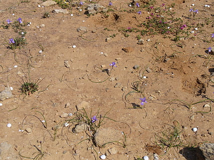 Maroc, désert, fleurs, Couleur, la nature, vue grand angle, terre, journée, personne, champ, plante, le sable, saleté, lumière du soleil, environnement, en plein air, animal, eau, la faune des animaux, plage, beauté dans la nature, thèmes animaux, paysages - nature, climat, climat aride, boue, 1080P, CC0, domaine public, libre de droits