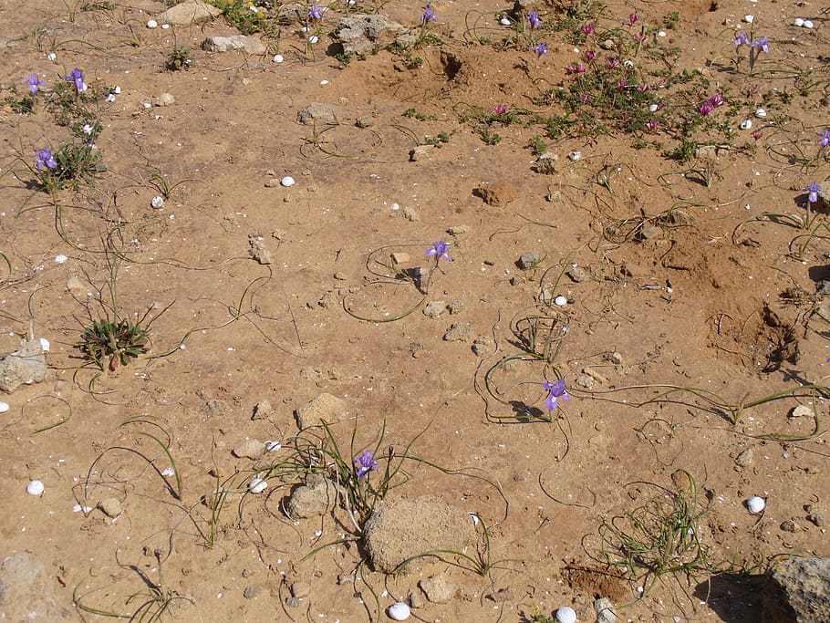 Maroc, désert, fleurs, Couleur, la nature, vue grand angle, terre, journée, personne, champ, plante, le sable, saleté, lumière du soleil, environnement, en plein air, animal, eau, la faune des animaux, plage, beauté dans la nature, thèmes animaux, paysages - nature, climat, climat aride, boue, 1080P