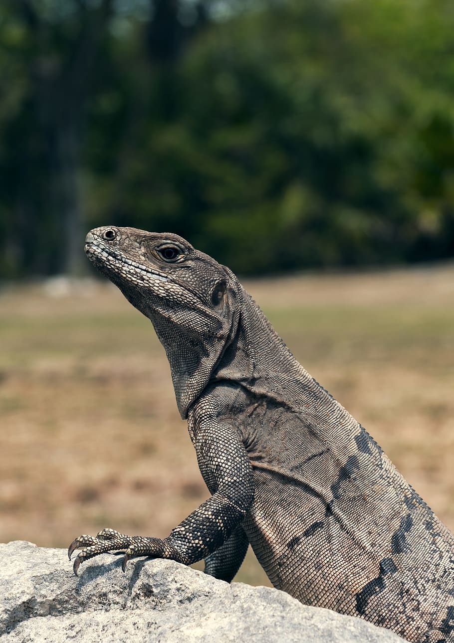 drac de Komodo, temes d'animals, animal, fauna animal, animals a la natura, llangardaix, un animal, centrar-se en primer pla, rèptil, vertebrats, cap gent, dia, naturalesa, primer pla, vista lateral, mirant, a l'aire lliure, mirant cap a fora, terra, llum solar, drac barbut, iguana, vista del perfil, escala d’animals, 4K