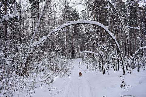 skog, snø, vinter, tre, krokete, landskap, frost, skoger, kald, om vinteren, trær, natur, den pittoreske, siberia, Novosibirsk, hund, Spitz, kaldtemperatur, anlegg, ro, land, hvit farge, skjønnhet i naturen, naturskjønnhet - natur, dag, rolig scene, dekker, ikke-urbane scene, stamme, trestamme, bare tre, utendørs, ekstremt vær, snødekte fjell, 5K, CC0, offentlig domene, opphavsrett gratis