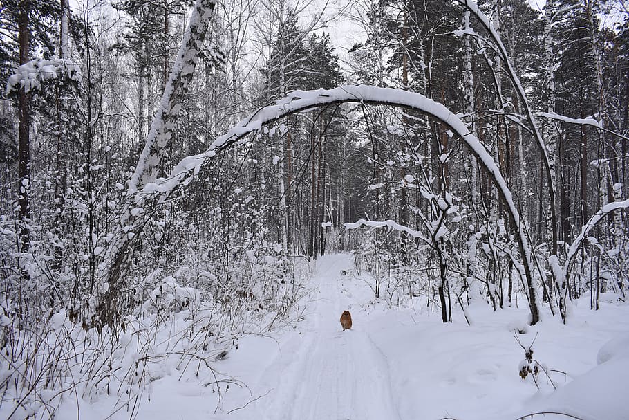 bosc, neu, hivern, arbre, tort, paisatge, gelades, boscos, fred, a l'hivern, arbres, naturalesa, el pintoresc, siberia, novosibirsk, gos, Spitz, temperatura de fred, planta, tranquil·litat, terra, Color blanc, bellesa a la natura, escenics - natura, dia, escena tranquil·la, cobertura, escena no urbana, tronc, tronc de l'arbre, arbre nu, a l'aire lliure, clima extrem, muntanya nevada, 5K