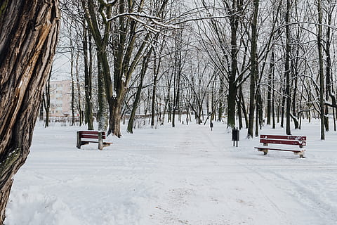wintery park, white, clean, outdoor, trees, park, winter, cold, snow, snowy, cold temperature, tree, white color, bench, bare tree, covering, nature, day, seat, frozen, plant, no people, tranquility, beauty in nature, field, transportation, scenics - nature, outdoors, park bench, snowing, 5K