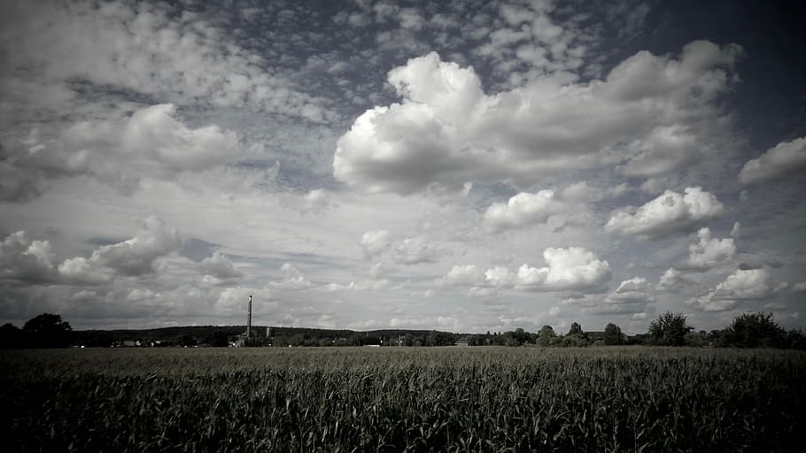 Germania, Plessa, nuvole, estate, campo, cielo, sole, nuvola - cielo, paesaggio, terra, ambiente, pianta, bellezza nella natura, scena rurale, scenics - natura, agricoltura, la tranquillità, scena tranquilla, natura, raccolto, nessuno, crescita, giorno, azienda agricola, all'aperto, 4K
