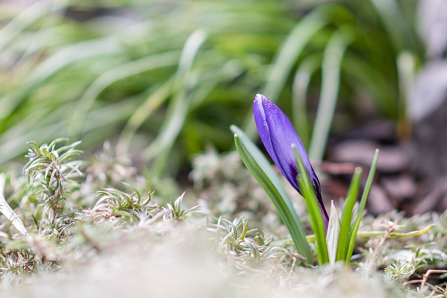 croco, blu, fiore, pianta, pianta fiorita, crescita, freschezza, fragilità, vulnerabilità, bellezza nella natura, viola, messa a fuoco selettiva, natura, avvicinamento, iris, petalo, nessuno, colore verde, giorno, campo, terra, all'aperto, primavera, testa di fiore, morbidezza, 4K