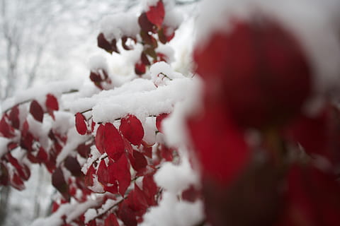 árvore, vermelho, branco, inverno, frio, unsplash, Natal, lado de fora, neve, temperatura fria, cor branca, congeladas, fechar-se, natureza, ninguém, plantar, dia, foco seletivo, fruta, beleza na natureza, comida e bebida, frutos de baga, Comida, Alimentação saudável, nevando, sorva, 4K, CC0, domínio público, royalty free