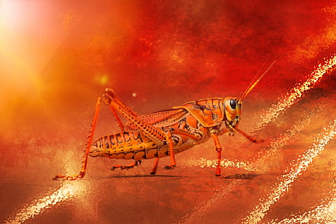 grasshopper, grass, hopper, insect, one animal, animals in the wild, animal wildlife, invertebrate, nature, outdoors, close-up, no people, full length, water, red, zoology, beauty in nature, macro, sun, environment, 4K, CC0, public domain, royalty free