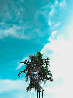 clar, cel, arbre, brillant, assolellat, festa, bones vibracions, fotografia mòbil, xiaomi, nota redmi 4, Palmera, clima tropical, núvol - cel, vista d’angle baix, planta, creixement, naturalesa, bellesa a la natura, blau, cap gent, dia, tranquil·litat, escenics - natura, alta - alta, tronc de l'arbre, tronc, a l'aire lliure, fulla de palma, palmera de coco, arbre tropical, color turquesa, arbre d’arbre, 4K, CC0, domini públic, lliure de regalies