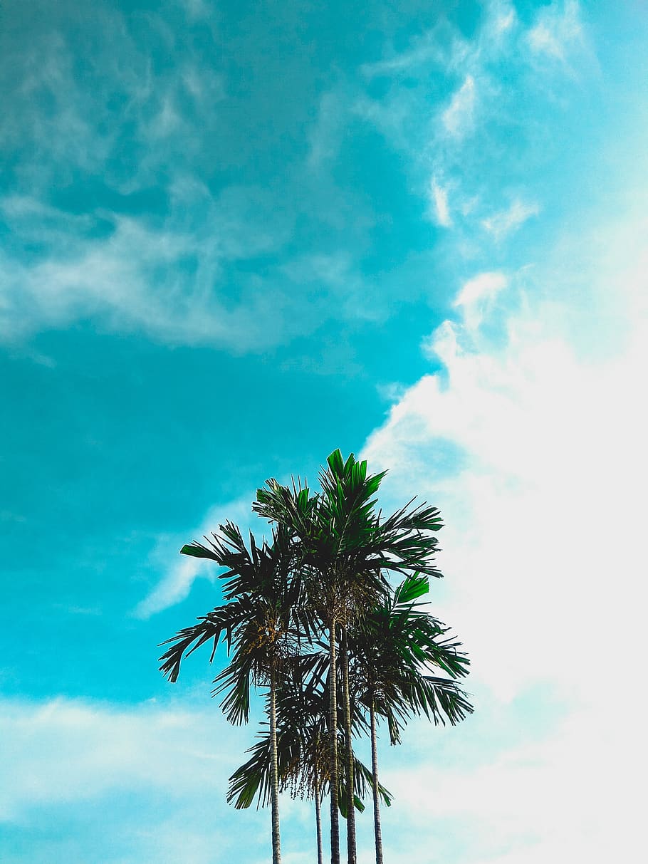 clar, cel, arbre, brillant, assolellat, festa, bones vibracions, fotografia mòbil, xiaomi, nota redmi 4, Palmera, clima tropical, núvol - cel, vista d’angle baix, planta, creixement, naturalesa, bellesa a la natura, blau, cap gent, dia, tranquil·litat, escenics - natura, alta - alta, tronc de l'arbre, tronc, a l'aire lliure, fulla de palma, palmera de coco, arbre tropical, color turquesa, arbre d’arbre, 4K