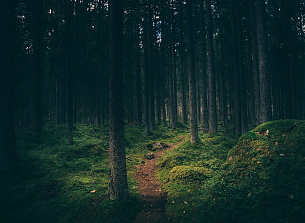 planter, trær, skog, furu, stamme, blader, grønn, himmel, skyer, jord, land, vei, tre, anlegg, trestamme, skjønnhet i naturen, vekst, ro, natur, ingen folk, naturskjønnhet - natur, rolig scene, ikke-urbane scene, grønn farge, dag, mose, miljø, landskap, sti, 4K, CC0, offentlig domene, opphavsrett gratis