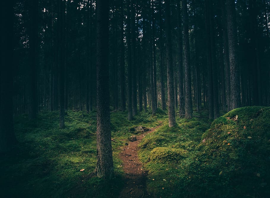 plantes, arbres, bosc, pi, tronc, fulles, verd, cel, núvols, sòl, terra, carretera, arbre, planta, tronc de l'arbre, bellesa a la natura, creixement, tranquil·litat, naturalesa, cap gent, escenics - natura, escena tranquil·la, escena no urbana, color verd, dia, molsa, medi ambient, paisatge, ruta, 4K