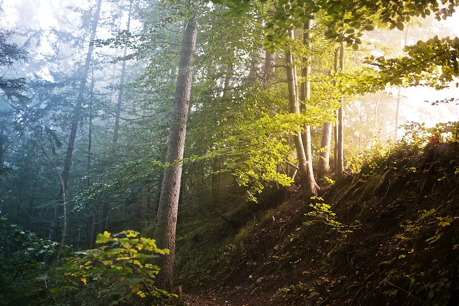 bosc, arbres, boira, eix lleuger, rajos de déu, moring, sortida del sol, arbre, planta, terra, bellesa a la natura, tranquil·litat, escenics - natura, llum solar, creixement, naturalesa, escena tranquil·la, raig de sol, tronc de l'arbre, tronc, dia, cap gent, medi ambient, color verd, escena no urbana, a l'aire lliure, bosc de pi, pi, arbre de coníferes, streaming, 5K