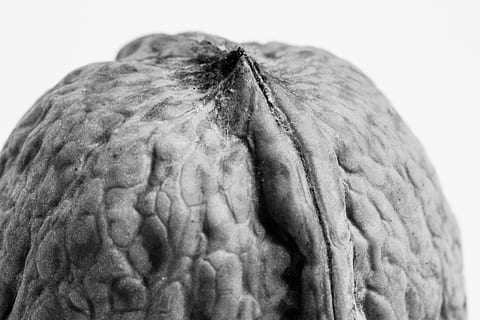 nou, noguera, shell, menjar, deliciós, saludable, marró, saborós, bol de fruita, berenar, tardor, bio, primer pla, fons, obert, nutrició, advent, naturalesa, vegà, deco, decoració, vegetarià, macro, tir de l'estudi, cap gent, fons blanc, menjar i beguda, un animal, a l'interior, temes d'animals, ocell, benestar, centrar-se en primer pla, animal, dia, alimentació saludable, fauna animal, patró, animals a la natura, natura morta, 4K, CC0, domini públic, lliure de regalies