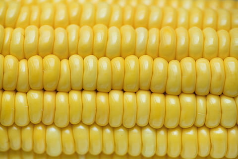 close-up photo, corn, close-up, cob, corncob, delicious, food, sweetcorn, vegetable, food and drink, yellow, healthy eating, corn on the cob, wellbeing, freshness, no people, backgrounds, agriculture, corn - crop, cereal plant, raw food, seed, full frame, outdoors, vegetarian food, 4K, CC0, public domain, royalty free