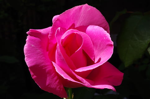 flower, rosa, flowering plant, petal, vulnerability, beauty in nature, fragility, plant, freshness, close-up, flower head, inflorescence, pink color, rose, no people, nature, growth, rose - flower, focus on foreground, outdoors, softness, 4K, CC0, public domain, royalty free