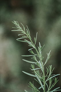 foglia verde, pianta, erba, stagionatura, cibo, albero, aneto, muschio, fiorire, fiore, abete, abies, prato, conifera, margherite, margherita, Agropyron, astro, ceramica, vaso, crescita, concentrarsi sulle conoscenze acquisite, nessuno, bellezza nella natura, avvicinamento, foglia, natura, parte vegetale, colore verde, giorno, all'aperto, la tranquillità, messa a fuoco selettiva, stelo vegetale, fragilità, vulnerabilità, freschezza, rosmarino, 5K, CC0, dominio pubblico, privo di copyright