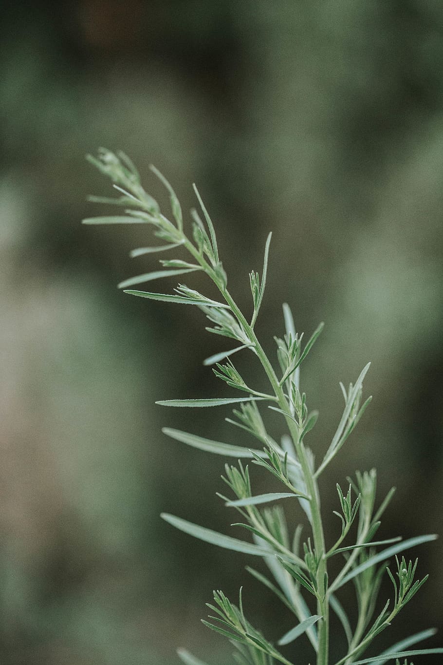 fulla verda, planta, herba, condiment, menjar, arbre, anet, molsa, flor, avet, abies, gespa, conífera, margarides, margarida, mala herba, agropyron, aster, ceràmica, jar, creixement, centrar-se en primer pla, cap gent, bellesa a la natura, primer pla, full, naturalesa, part de la planta, color verd, dia, a l'aire lliure, tranquil·litat, enfocament selectiu, tija de la planta, fragilitat, vulnerabilitat, frescor, romaní, 5K