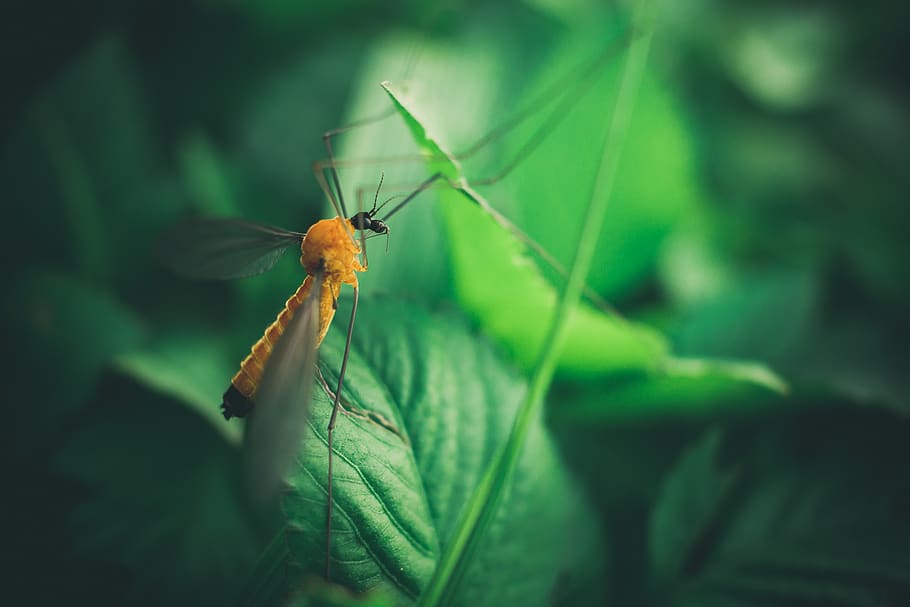 poc profund, focalitzar la fotografia, groc, mosquit, primer pla, verd, insecte, animal, fauna animal, animals a la natura, temes d'animals, invertebrat, un animal, color verd, part de la planta, full, enfocament selectiu, planta, naturalesa, dia, cap gent, centrar-se en primer pla, a l'aire lliure, part del cos dels animals, bellesa a la natura, 1080P
