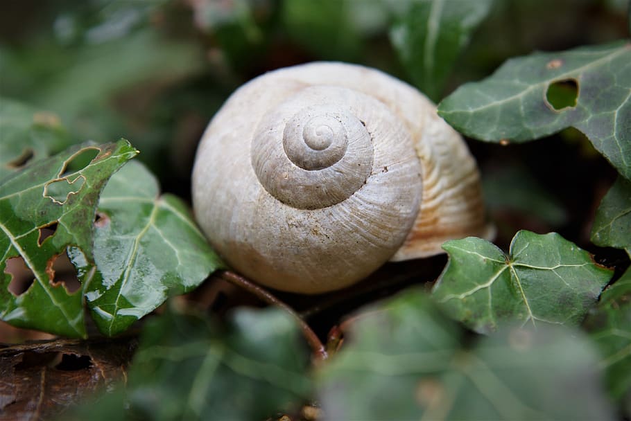 shell, naturalesa, carcassa, espiral, full, part de la planta, primer pla, fauna animal, animal, mol·lusc, gasteròpode, closca d’animals, planta, cargol, cap gent, creixement, temes d'animals, invertebrat, color verd, enfocament selectiu, animals a la natura, a l'aire lliure, 4K